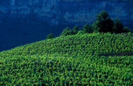 Weinreben