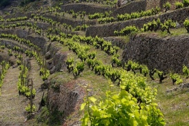 Weinreben