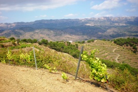 Weinberg Falset