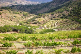 Weinberg Falset