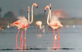 Das Ebro-Delta - Delta de l'Ebre